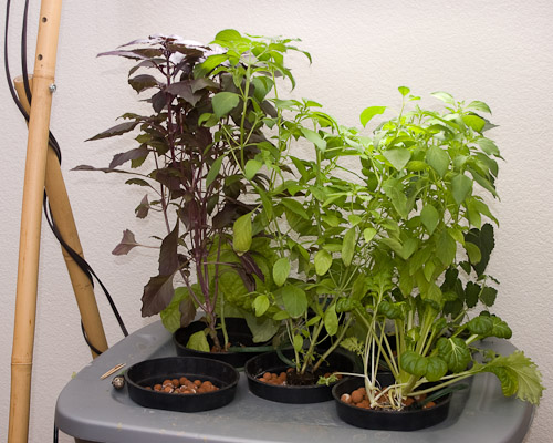 Automated Hydroponic Garden